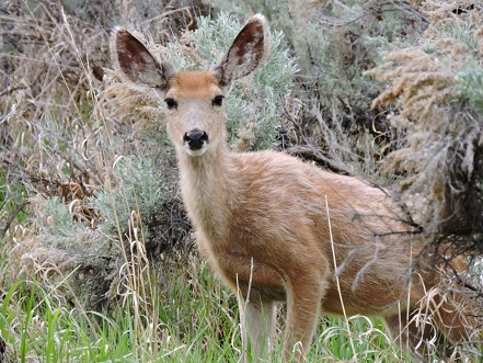 Mule deer, Doe. Gibson Jack, Idaho