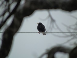Small Black Bird