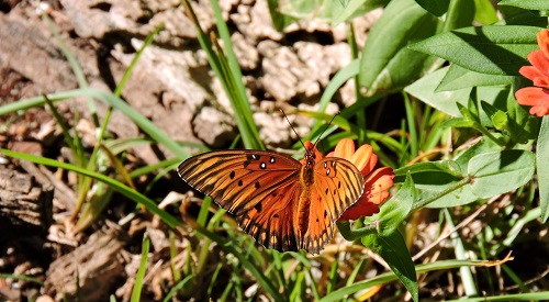 Rust-orange butterfly